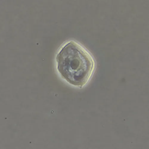 Фазово-контрастное устройство MAGUS SPH360 с набором объективов План ПолуАпохромат Plan S-Apo Ph 4х/10х/20х/40х/60х H60 мм картинка