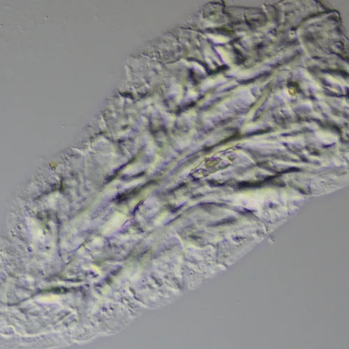 Устройство для работы методом дифференциально-интерференционного контраста (ДИК) MAGUS DIC290 фотография