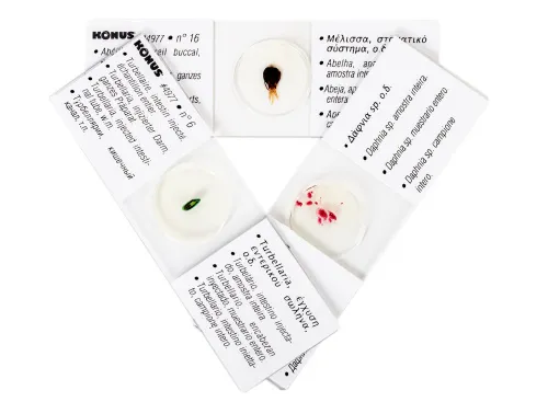 Набор микропрепаратов Konus 25: «Беспозвоночные и насекомые» изображение