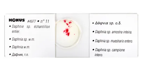 Набор микропрепаратов Konus 25: «Беспозвоночные и насекомые» фотография