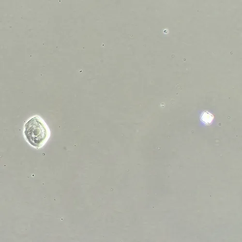 Фазово-контрастное устройство MAGUS SPH360 с набором объективов План ПолуАпохромат Plan S-Apo Ph 4х/10х/20х/40х/60х H60 мм фото