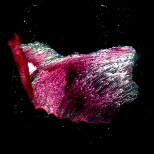 Микроскоп стереоскопический MAGUS Stereo A18T фотография