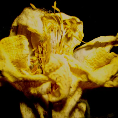 Микроскоп стереоскопический цифровой MAGUS Stereo D9T LCD картинка