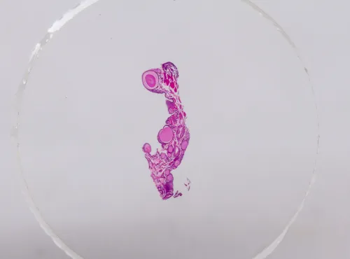 Набор микропрепаратов Konus 10: «Ящерицы, змеи и птицы» фото