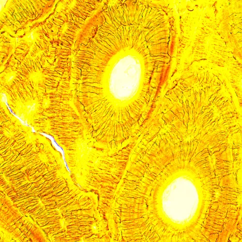 Микроскоп биологический MAGUS Bio 250T фото