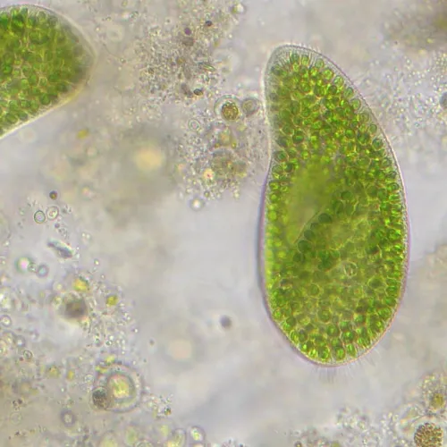 Микроскоп Bresser Researcher Trino изображение