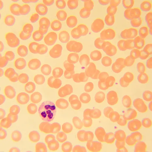 Микроскоп биологический MAGUS Bio 230B изображение