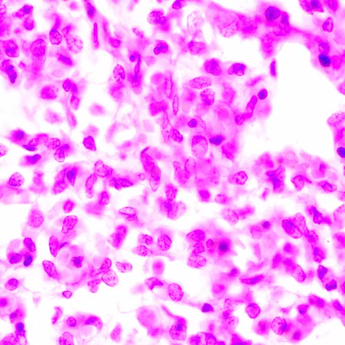 Микроскоп биологический MAGUS Bio 270T фото