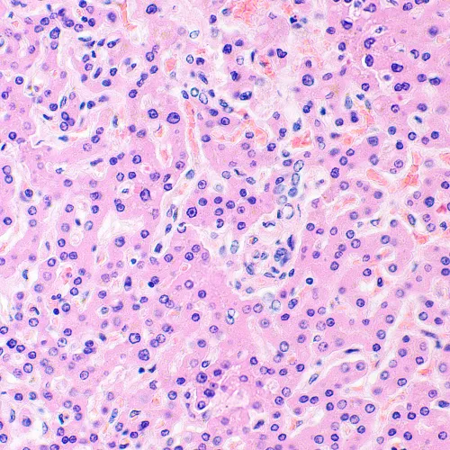 Микроскоп биологический MAGUS Bio 290T фото