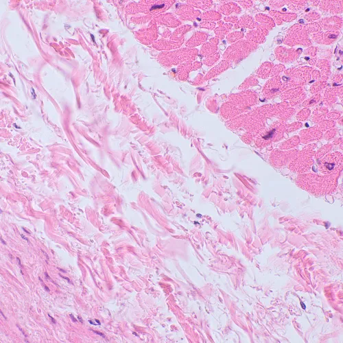 Микроскоп биологический цифровой MAGUS Bio D250TL фотография