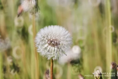Объектив фотографический МС Рубинар 5,6/500 Макро изображение