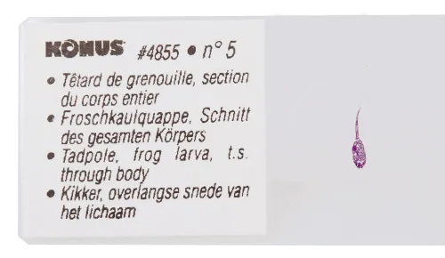 Набор микропрепаратов Konus 10: «Рыбы, лягушки и другие земноводные» фотография