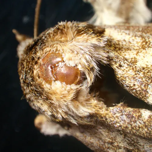 Микроскоп стереоскопический MAGUS Stereo A18T изображение