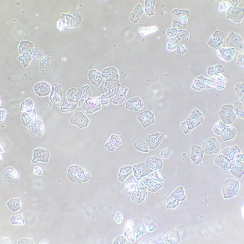 Фазово-контрастное устройство MAGUS SPH2 картинка