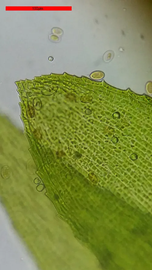 Микроскоп Bresser Erudit Basic 40–400x изображение