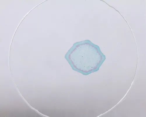 Набор микропрепаратов Konus 10: «Естественные науки» фото