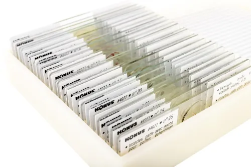 Набор микропрепаратов Konus 25: «Беспозвоночные и насекомые» фото